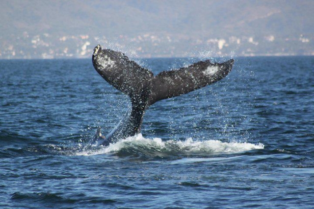  An incredible spectacle 